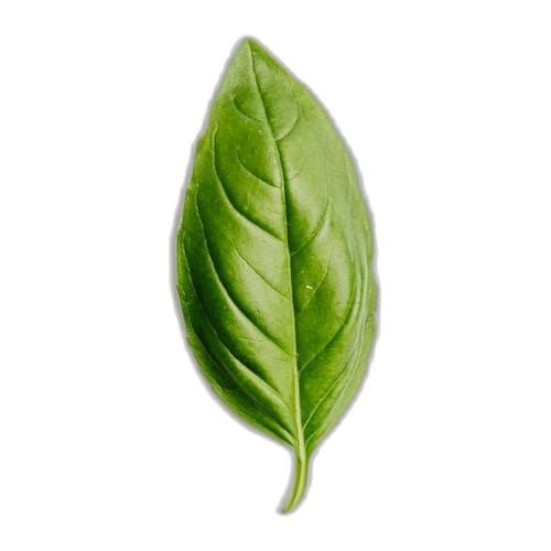 Albahaca