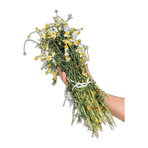 Aromáticas El Huerto