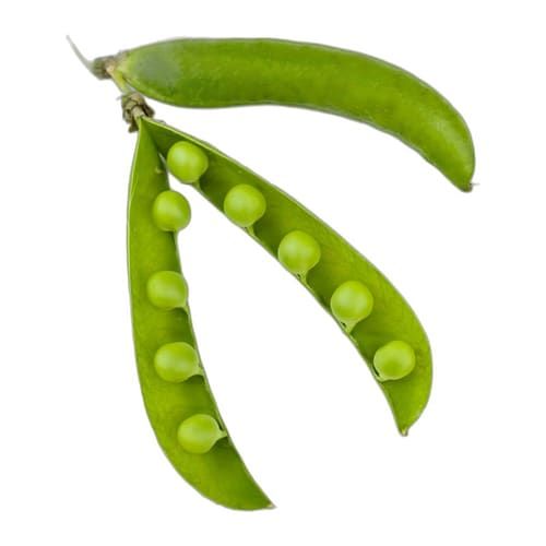Arveja