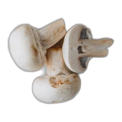 Champiñón Blanco
