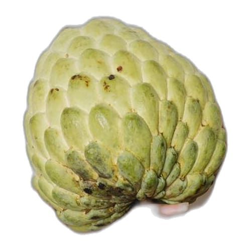 Chirimoya
