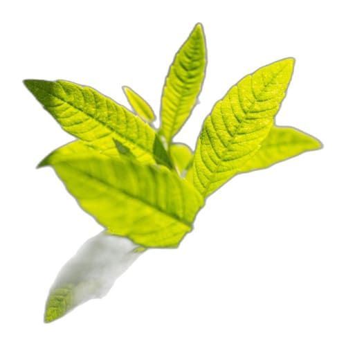 Cidrón