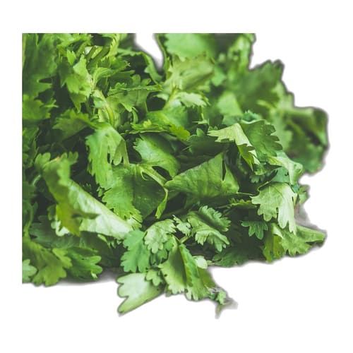 Cilantro
