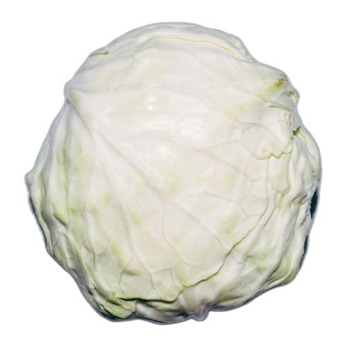 Lechuga Batavia