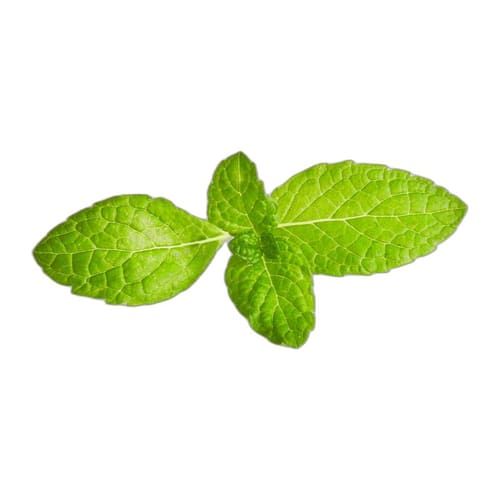 Menta