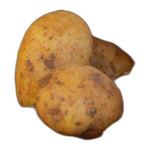 Papa Sabanera