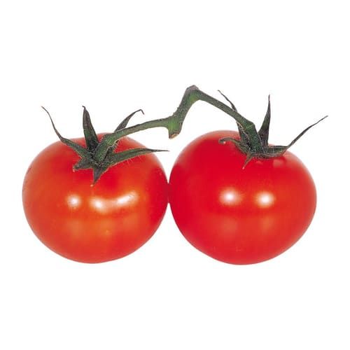 Tomate Chonto